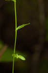 Spreading rockcress